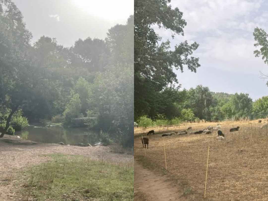 brume matinale et écopaturage promenade de l'Arc Aix-en-Provence juin 2022