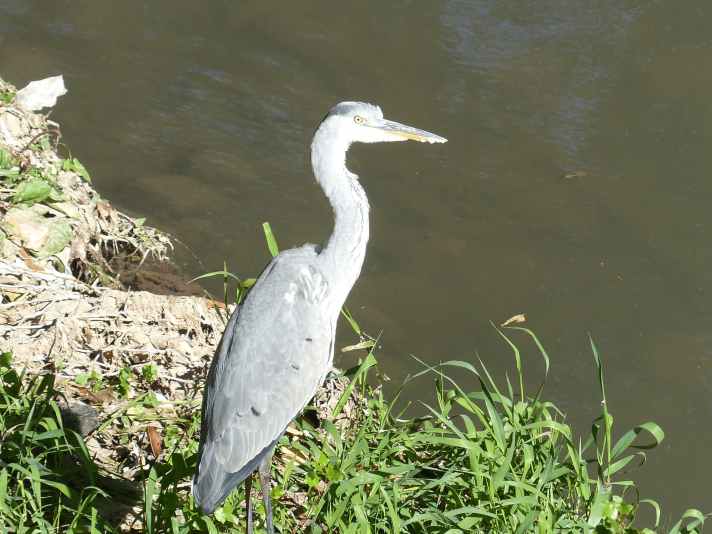 Héron sur les rives de l'Arc à Aix-en-Provence